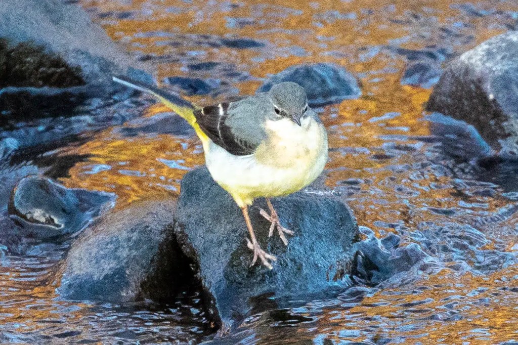 Grey wagtail perched on a rock in the River Devon.