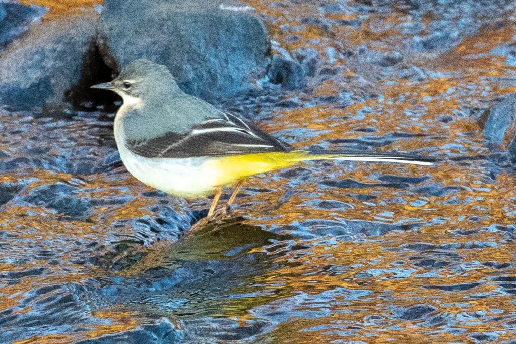 Grey wagtail perched on a rock in the River Devon, February. Yellow underparts and long tail visible.