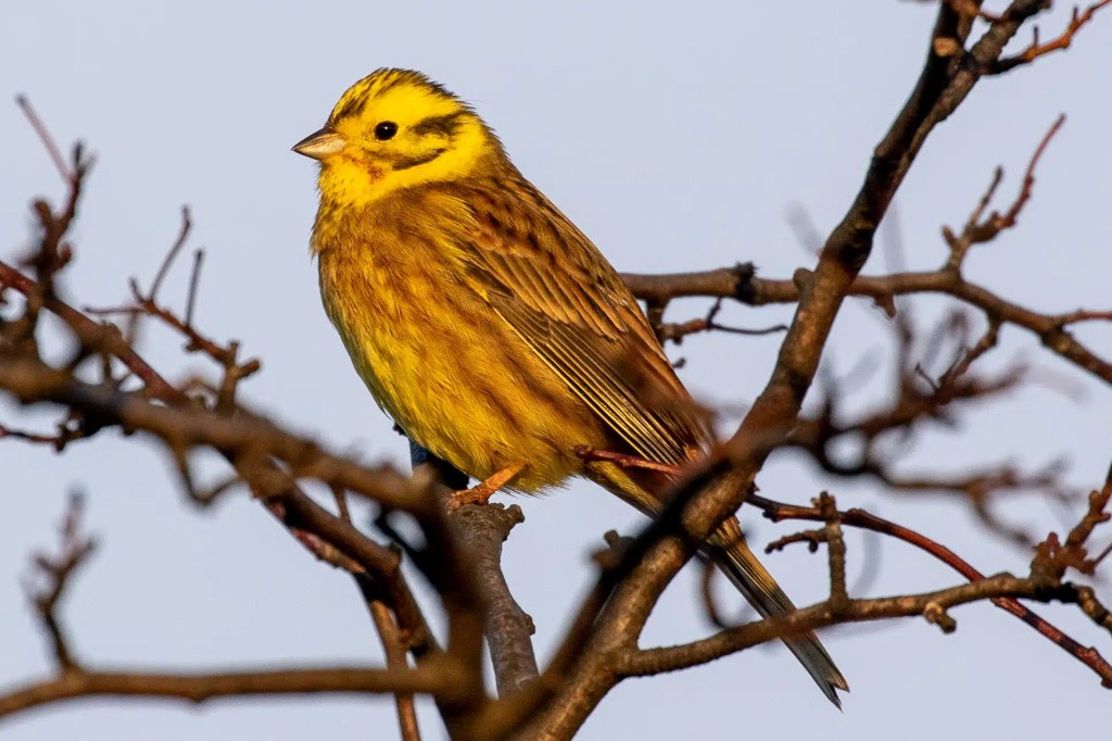 Yellowhammer perched on a branch. The River Devon blog content.