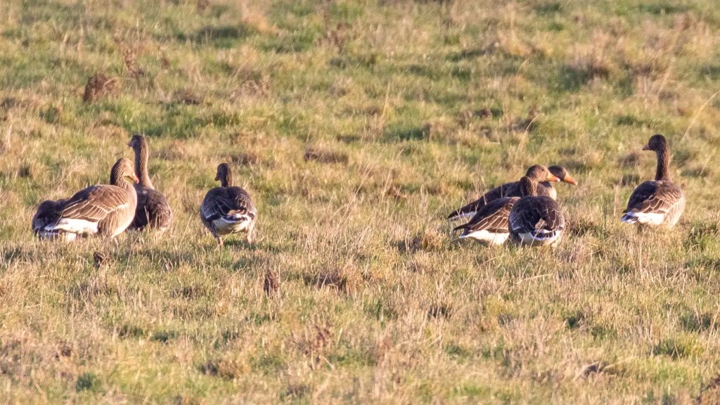 Greylag geese grazing in a field along the River Devon in February.