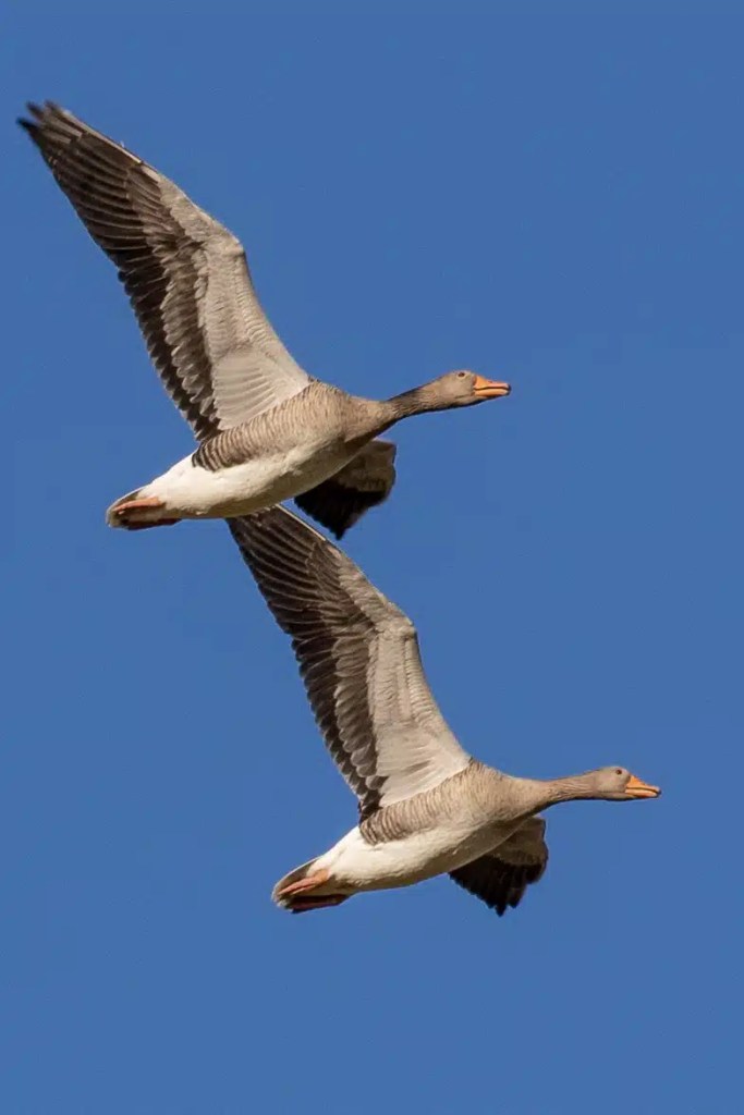 Two greylag geese in flight against a clear blue sky.