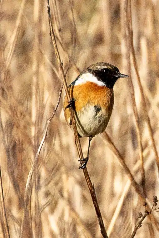 Stonechat perched on a twig. The River Devon in February provides habitat for birds like this.