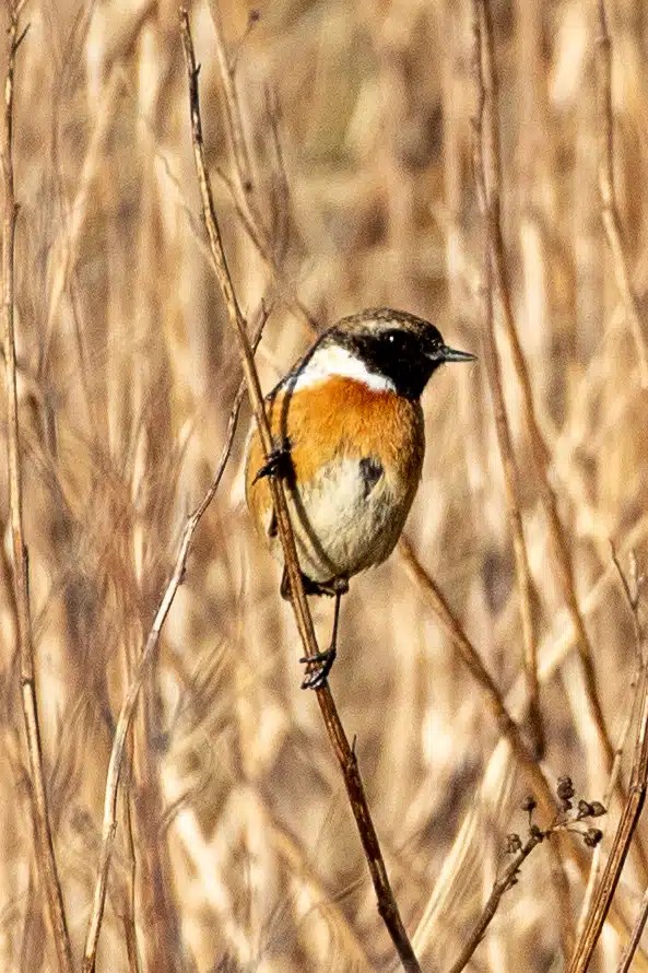 Stonechat perched on a twig along the River Devon in February.