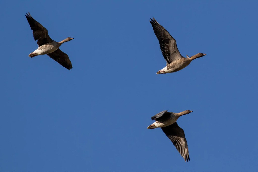 Three geese in flight against a clear blue sky, likely seen along the River Devon in February.