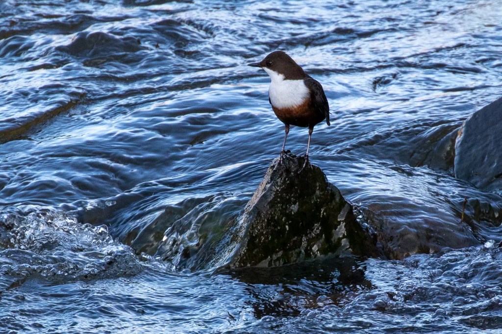 Dipper bird perched on a rock in the River Devon.