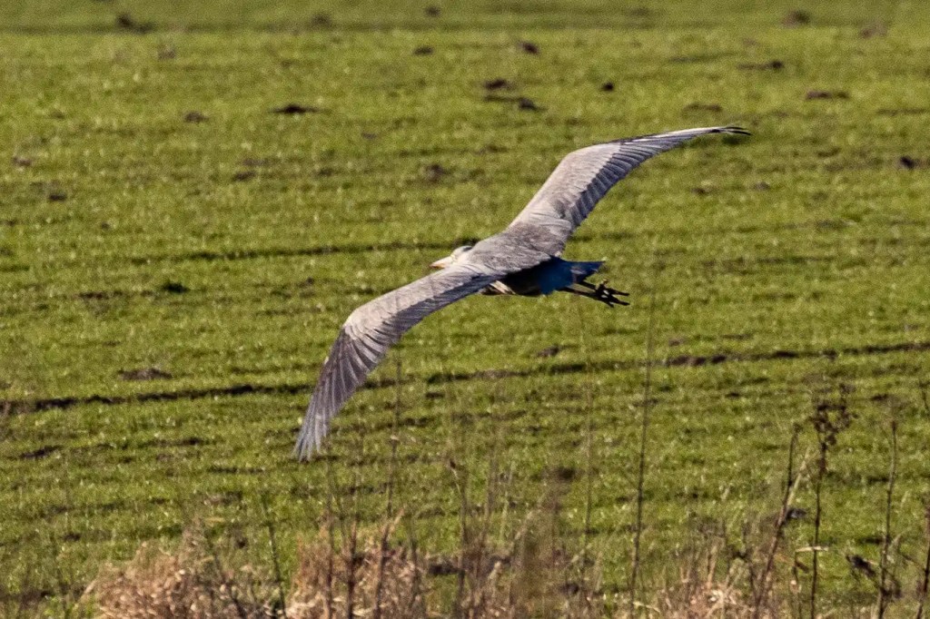 Great blue heron flying over a field near the River Devon in February.
