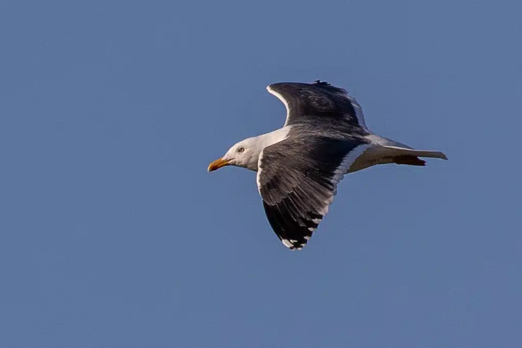 Seagull soaring in a clear blue sky.