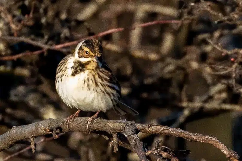 Reed bunting perched on a branch near the River Devon.