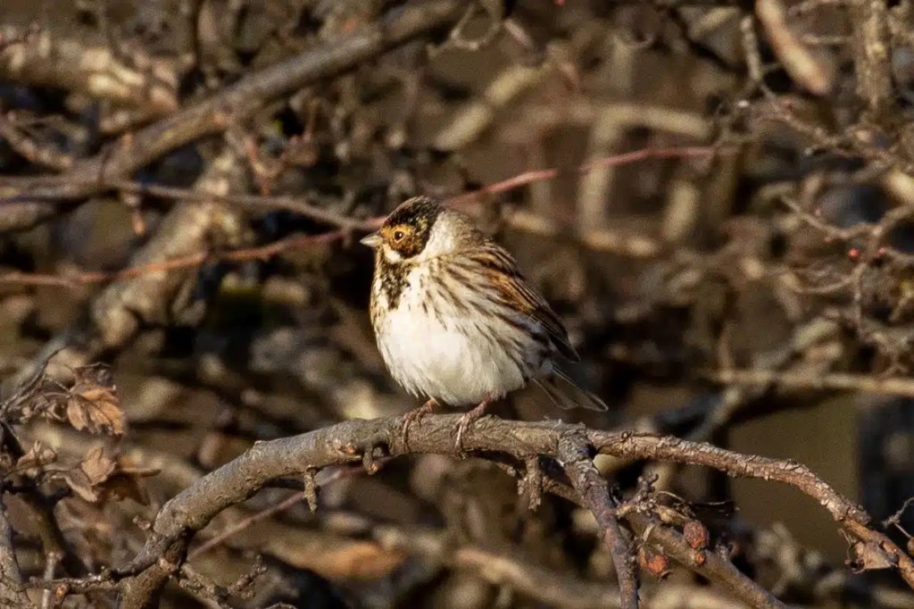 Reed bunting perched on a branch in February.