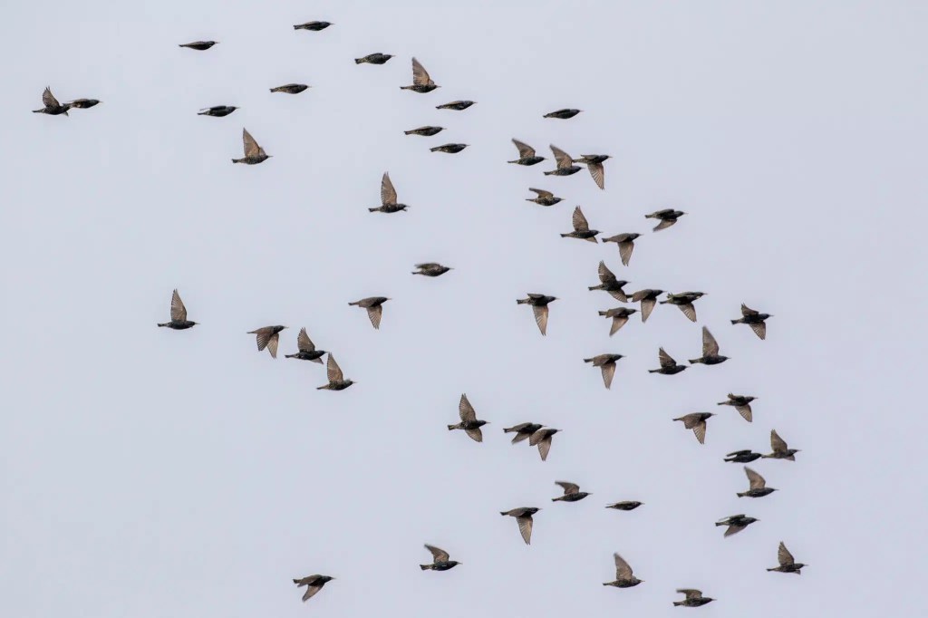 Flock of birds in flight against a pale sky, showcasing the wildlife of Harris and Lewis.