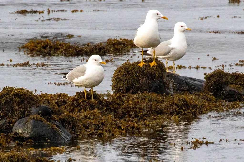 Wildlife of Harris and Lewis: Three seagulls perched on seaweed-covered rocks at the water's edge.