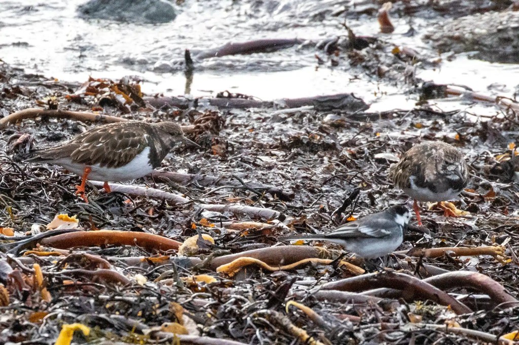 Wildlife of Harris and Lewis: Ruddy turnstones and a wagtail forage among seaweed on a shore.