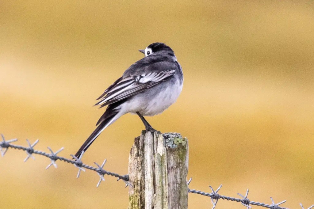 Pied wagtail perched on a post near barbed wire. Wildlife of Harris and Lewis.