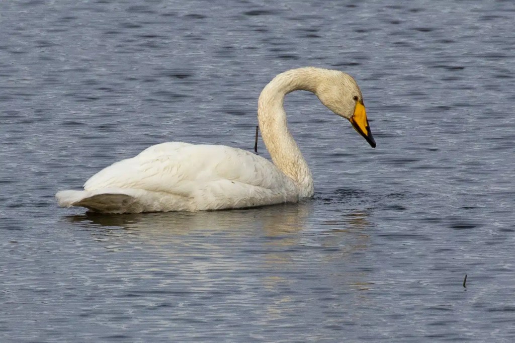 Whooper swan swimming in water, wildlife of Harris and Lewis.
