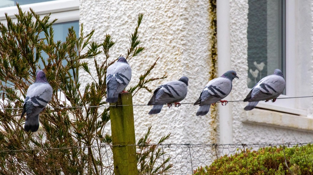 Pigeons perched on a fence, capturing the wildlife of Harris and Lewis.