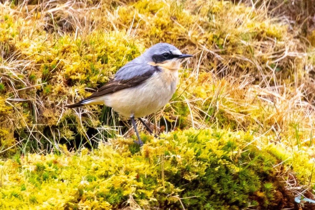 Northern wheatear bird perched on mossy ground, Isle of Harris and Lewis wildlife.