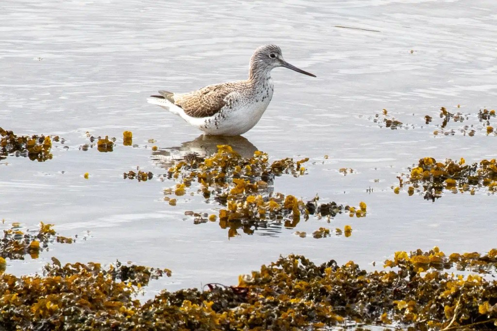 Greenshank wading in the water among seaweed on the Isle of Harris and Lewis.