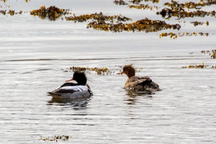 Red-breasted merganser pair swimming in the waters of Harris and Lewis, Scotland. Wildlife of Harris and Lewis blog.
