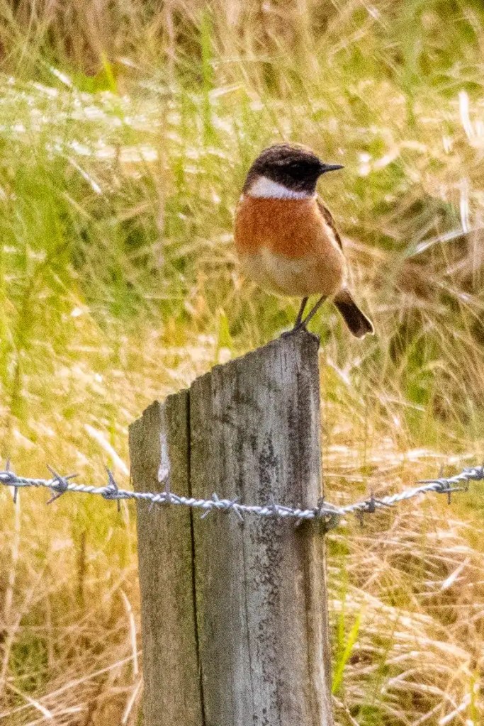 Stonechat perched on a fence post, a common sight among the wildlife of Harris and Lewis.