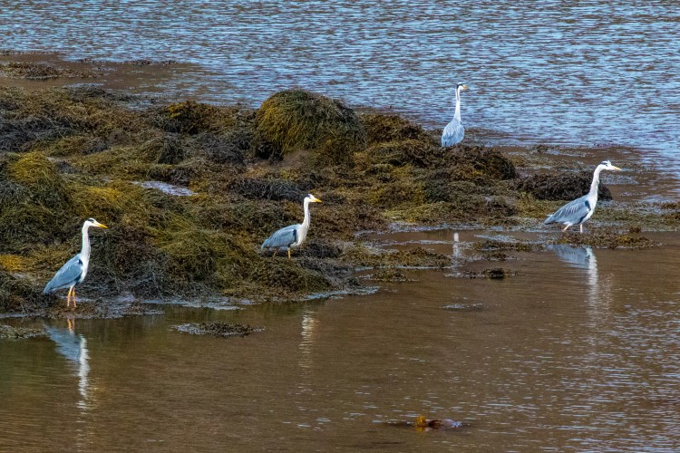 Four grey herons foraging in the tidal pools, part of the Wildlife of Harris and Lewis.
