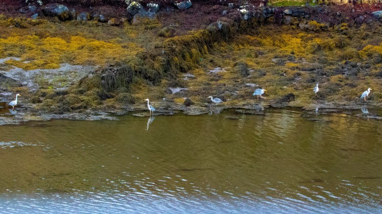 Herons wading in the shallow water along the shore in Harris and Lewis, Outer Hebrides. Wildlife of Harris and Lewis.