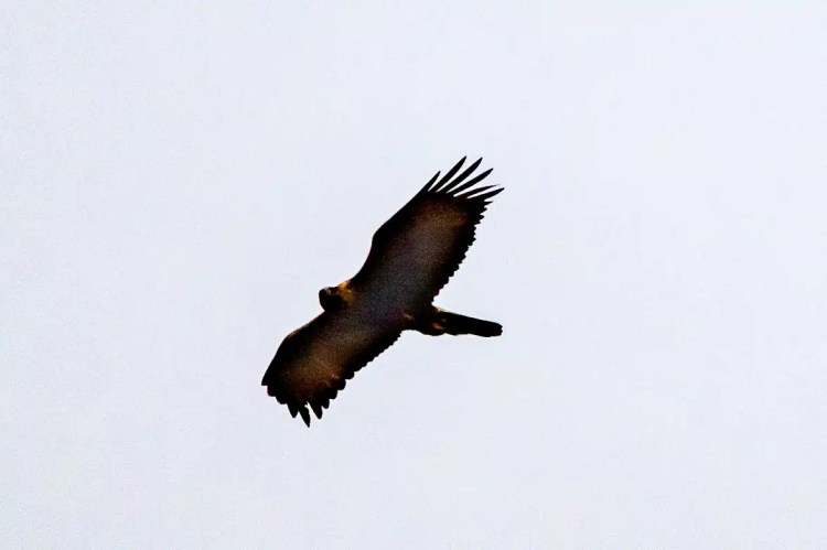 Eagle soars through the sky, a majestic sight from the Wildlife of Harris and Lewis.