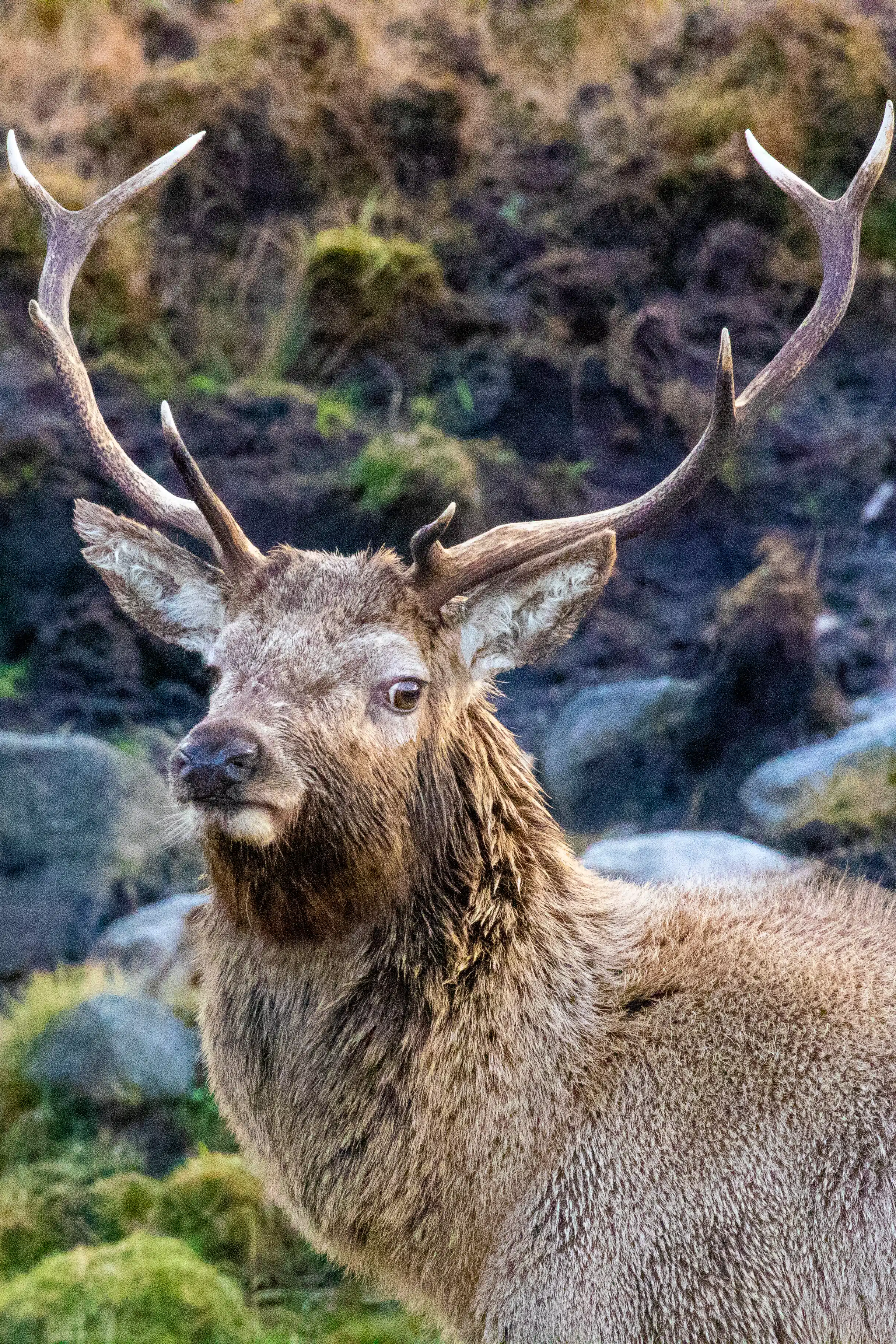 Red deer stag, Wildlife of Harris and Lewis, Scotland