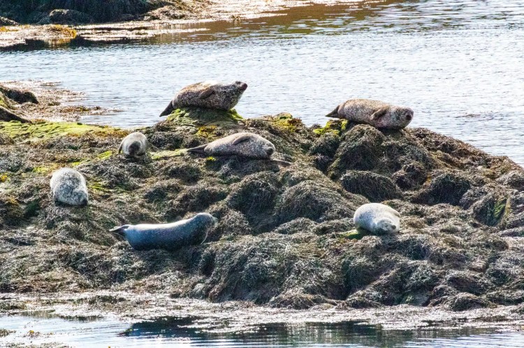 Seals resting on a rocky islet, part of the Wildlife of Harris and Lewis.