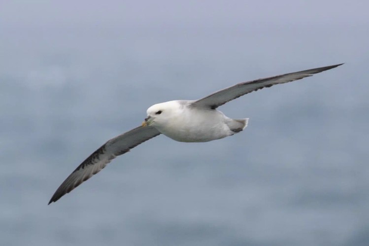 Northern Fulmar in flight over the sea, Isle of Harris and Lewis wildlife.
