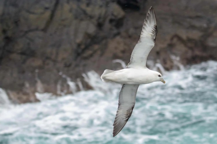 Fulmar seabird in flight, Wildlife of Harris and Lewis