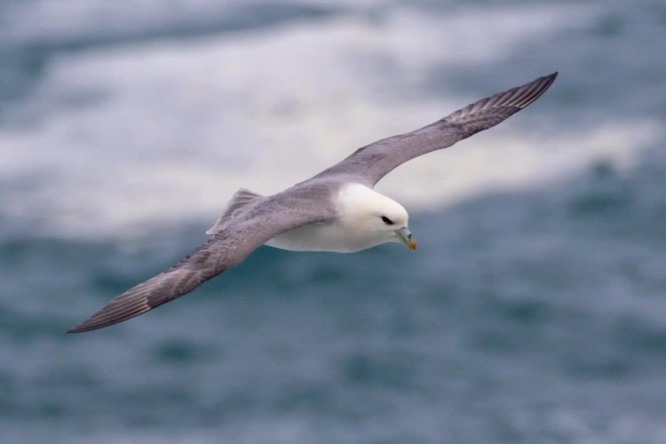 Fulmar in flight over the ocean, showcasing the wildlife of Harris and Lewis.