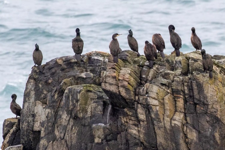 Cormorants perched on rocks, Isle of Harris and Lewis wildlife.