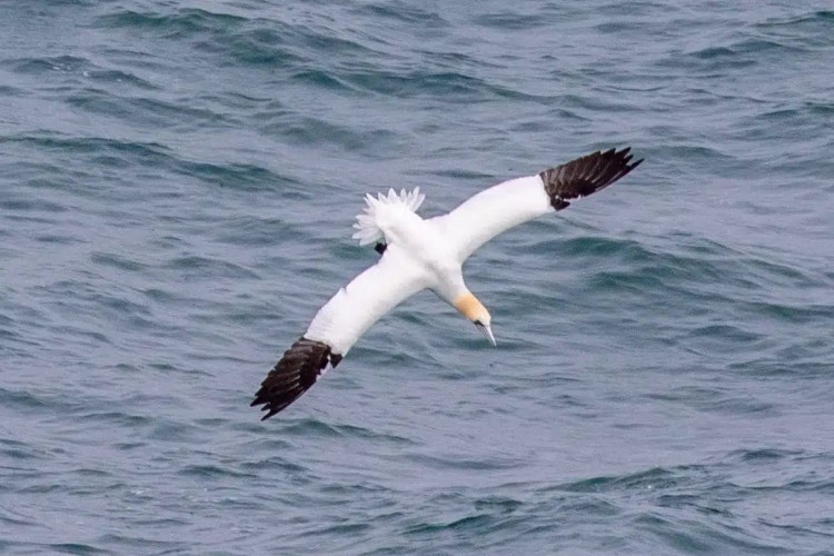 Gannet diving for fish in the waters of Harris and Lewis. Wildlife of Harris and Lewis.