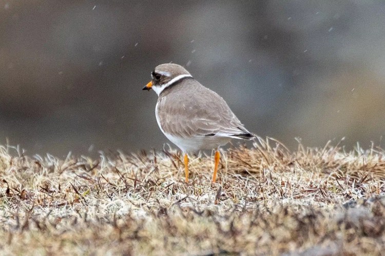 Ringed Plover in Harris and Lewis. Wildlife of Harris and Lewis, brown and white bird with orange legs.