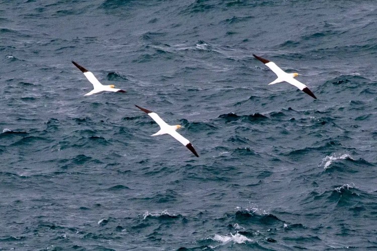 Gannets soaring over the ocean, showcasing the wildlife of Harris and Lewis.