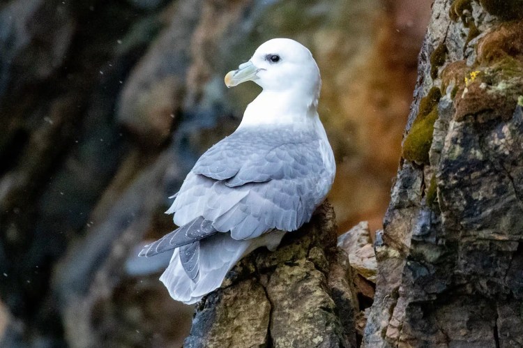 Fulmar perched on a rocky cliff in Harris and Lewis, Outer Hebrides wildlife.