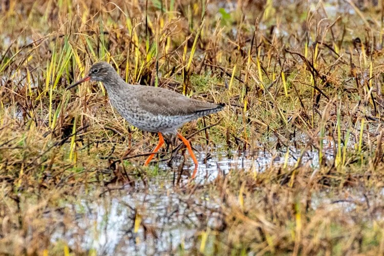Redshank wading in shallow water on the Isle of Harris and Lewis; wildlife of Harris and Lewis.