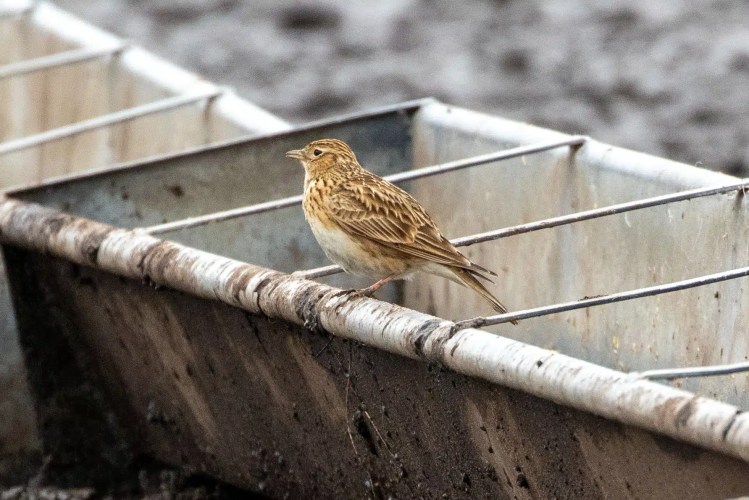 Skylark perched on a metal feeder. Wildlife of Harris and Lewis.