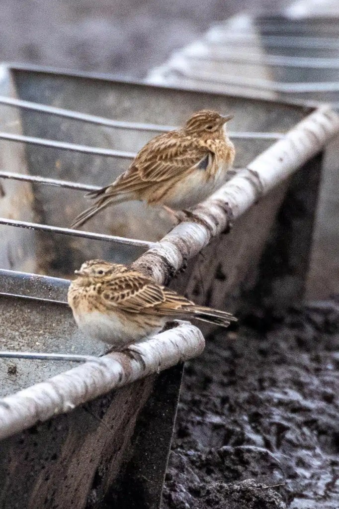 Two skylarks perched on a metal feeder, part of the Wildlife of Harris and Lewis.