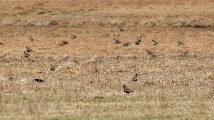 Flock of birds in a field on Harris and Lewis, showcasing the Wildlife of Harris and Lewis.