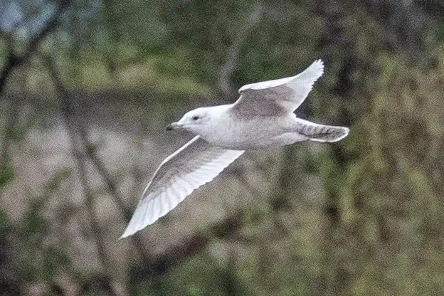Seagull in flight, showcasing the wildlife of Harris and Lewis.