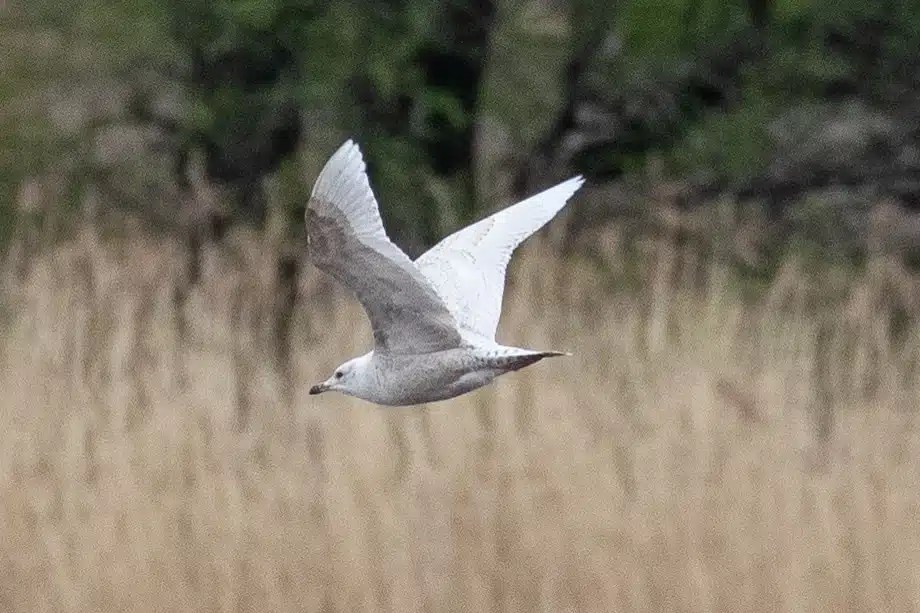 Glaucous gull in flight over the Isle of Harris and Lewis wildlife area.