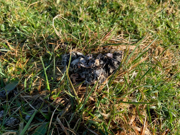 Pile of animal scat in grass, possibly related to the Wildlife of Harris and Lewis.