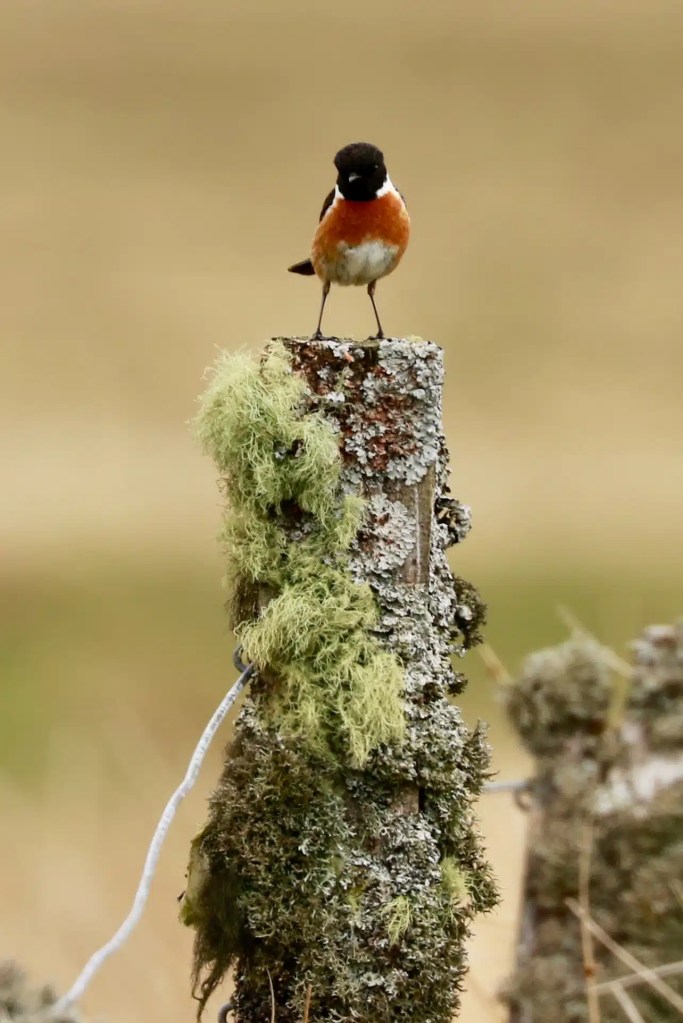 Stonechat bird perched on a mossy post in Sheriffmuir.