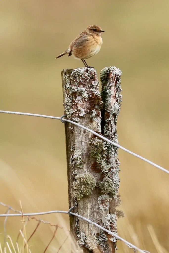 Stonechat bird perched on a weathered fence post, Sheriffmuir landscape in the background.