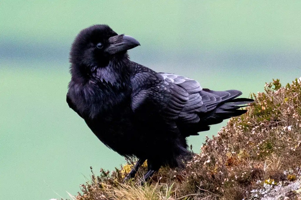 Raven perched on a grassy mound at Sheriffmuir, Scotland.