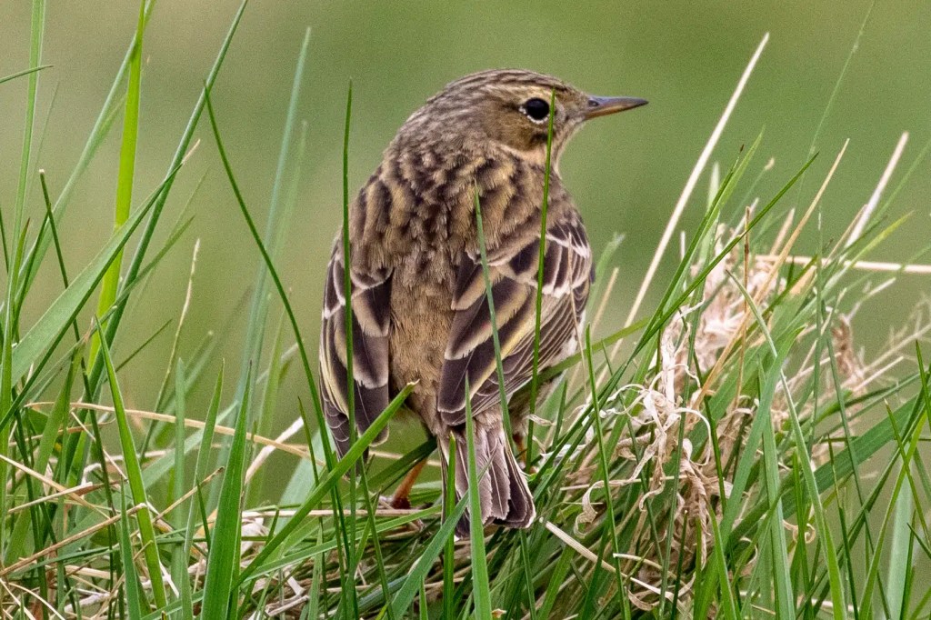 Meadow pipit perched in lush green grass at Sheriffmuir.