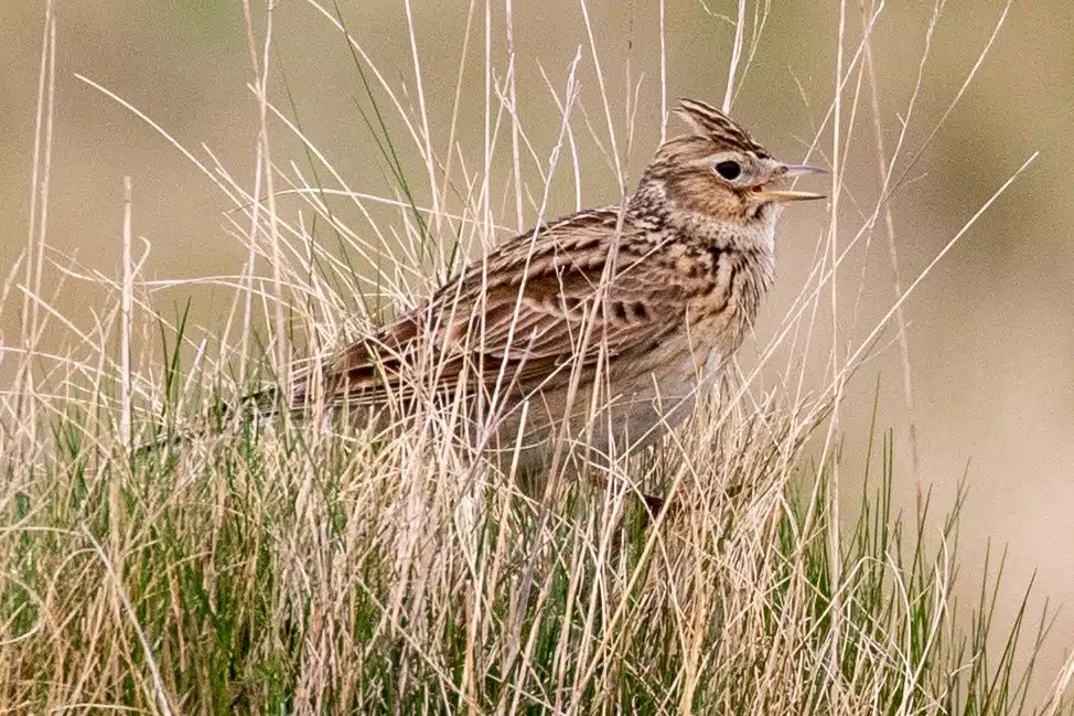 Skylark in tall grass, Sheriffmuir in May. Brown bird with crest singing.