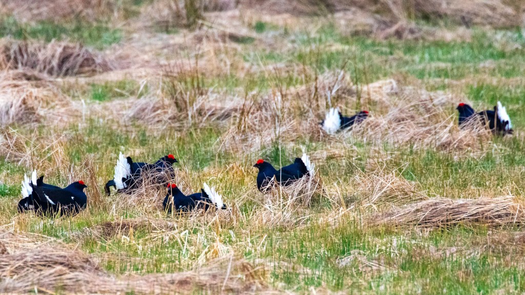 Black grouse in Sheriffmuir, Scotland, displaying white tail feathers in a grassy field.