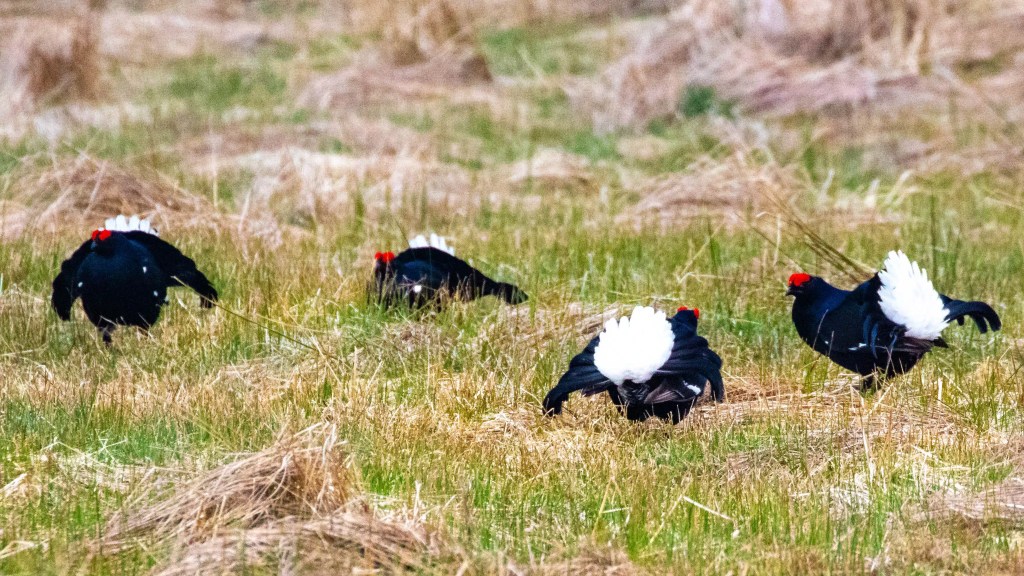 Black grouse displaying white tail feathers on Sheriffmuir in May.